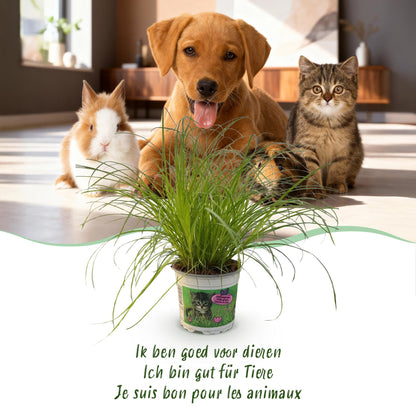 Kamerplant - Cyperus alternifolius Zumula - Kattengras - Huisdiervriendelijke Plant - Groen - 4 Planten - met Potter Wit - Pot 12cm - Hoogte 20cm