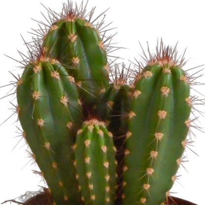 Cereus mix 10,5cm - 3x - in terracotta pot