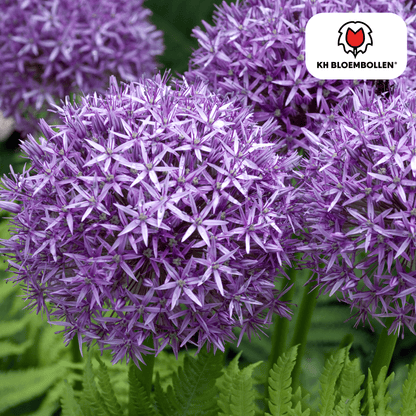 Allium Globemaster 5 stuks