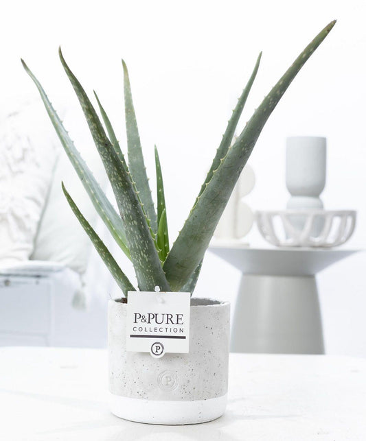 Aloe Vera In P&PURE Jade Ceramics - Ø12cm - ↕45cm