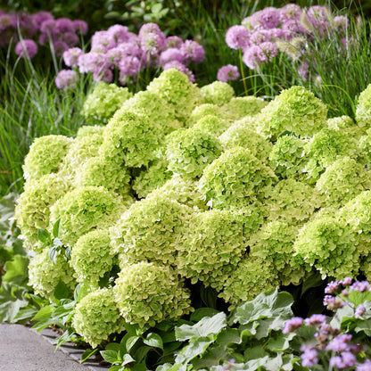 Tuinplant - Hydrangea panniculata Groundbreaker Greeny - Pluimhortensia - Winterhard - Creme - 8 Planten - Pot 14cm -Hoogte 20-25cm
