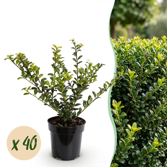 40x Ilex crenata Golden Gem - Japanse Hulst - Haagplanten - Groenblijvend - Geel - Pot 9cm - Hoogte 20-30cm