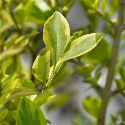 8x Ligustrum ovalifolium Aureum - Bontbladige Liguster - Haagplanten - Groenblijvend - Bont - Pot 9cm - Hoogte 35-45cm