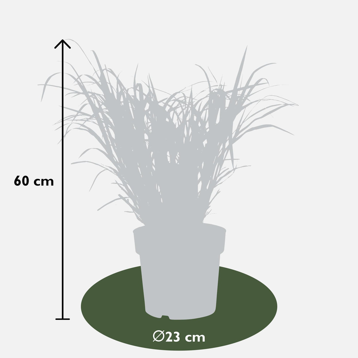 Miscanthus sinensis Strictus - Ø23cm - ↕60cm - Ø23 - ↨60cm
