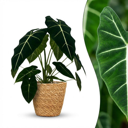 Kamerplant - Olifantsoor - Alocasia Frydek - Groen - Weinig onderhoud - 1 Plant - met Mand - Pot 19cm - Hoogte 60cm