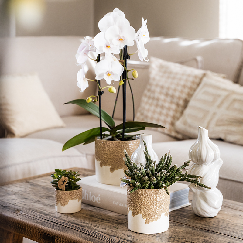 Kolibri Home | Bloom sierpot - Sand - Ø12cm