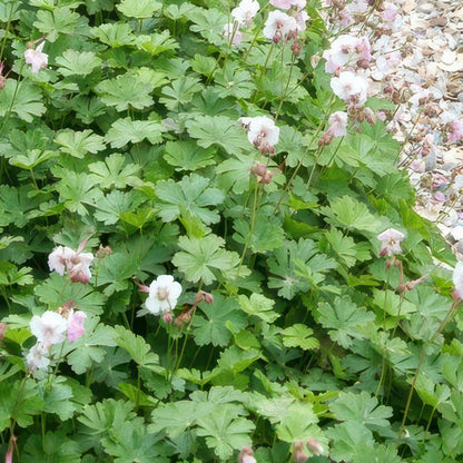 6x Geranium cant. 'Biokovo' - ↕10-25cm - Ø9cm