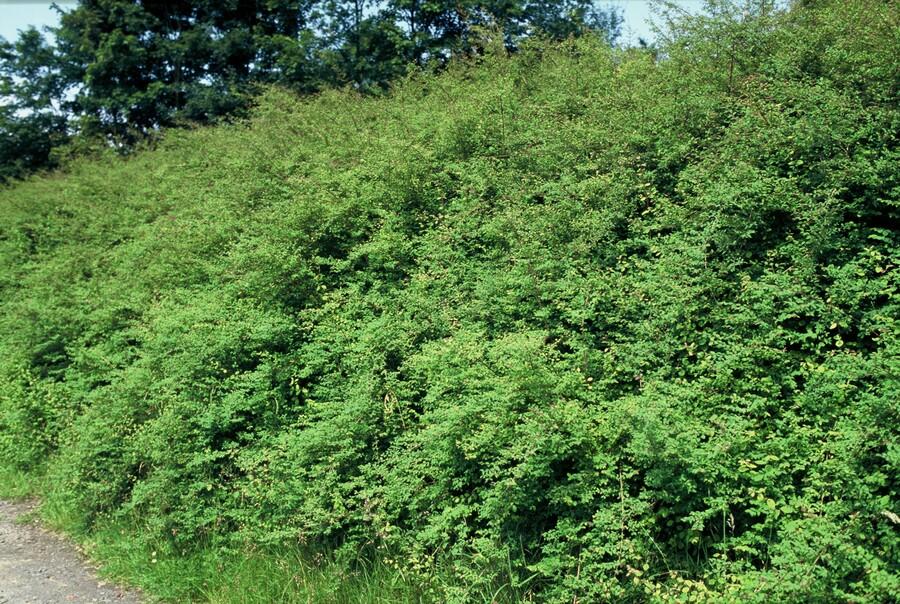 60x Symphoricarpos ch. 'Hancock' - ↕10-25cm - Ø9cm