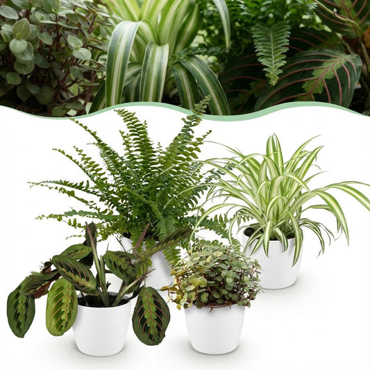 Kamerplant - Chlorophytum - Maranta - Calissia - Nephrolepsis - Mix van 4 - Huisdiervriendelijke Planten - Groen - 4 Planten - met Potter Wit - Pot 12cm - Hoogte 25cm