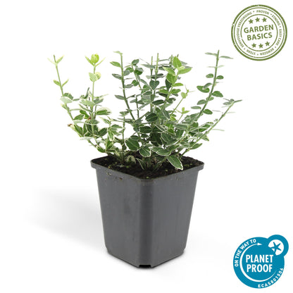 60x Euonymus fort. 'Emerald Gaiety' - ↕10-25cm - Ø9cm