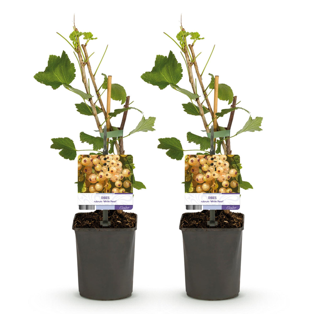 Fruitplant - Aalbes - Ribes rubrum White Pearl - Witte Bes - 2 planten -  Pot 11cm Hoogte 40cm