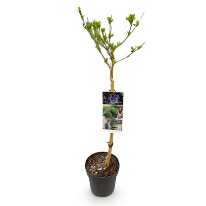 Tuinplant - Hibiscus syriacus Blue Chiffon® - Plant op stam - Terras Plant - Bladverliezend - Weinig Onderhoud - Pot 19cm Hoogte 90cm