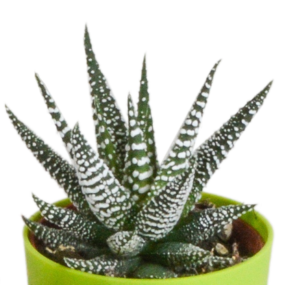 Gasteria/Haworthia mix 5,5cm - 5x - in gekleurde plasticpot