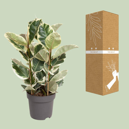 Ficus Elastica Tineke - Ø27cm - ↕100cm