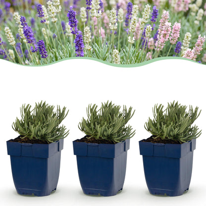 Vasteplant - Lavandula Tricolour - Lavendel - Geurend - Blauw - Roze - Wit - 6 Planten - Pot 11cm - Hoogte 15-25cm