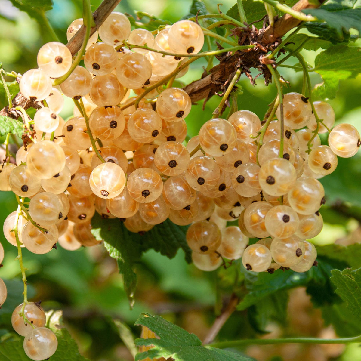 Fruitplant - Aalbes - Ribes rubrum White Pearl - Witte Bes - 2 planten -  Pot 11cm Hoogte 40cm