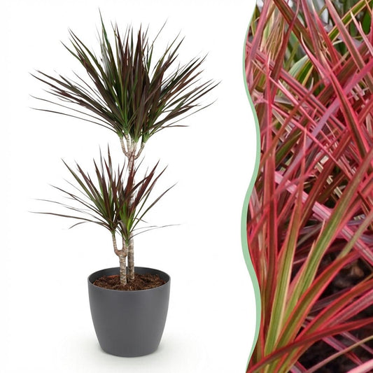 Kamerplanten - Dracaena Magenta - Drakenbloedboom - Weinig onderhoud - Groen - 1 Plant - met Potter Grijs - Pot 21cm - Hoogte 90-100cm