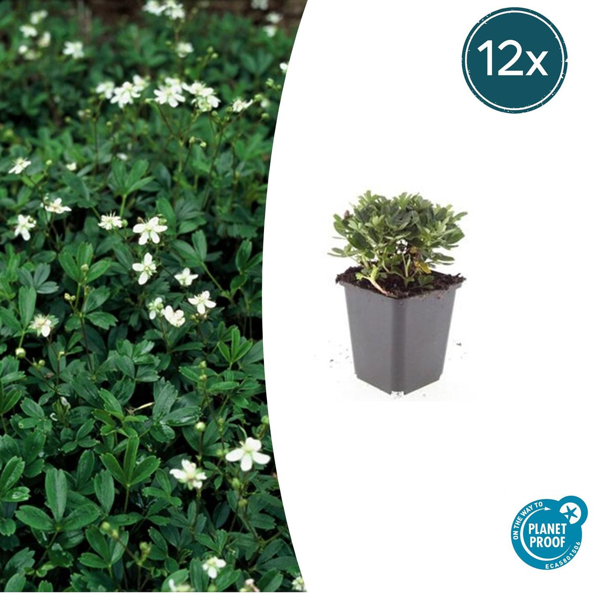 12x Potentilla tridentata 'Nuuk' - ↕10-25cm - Ø9cm