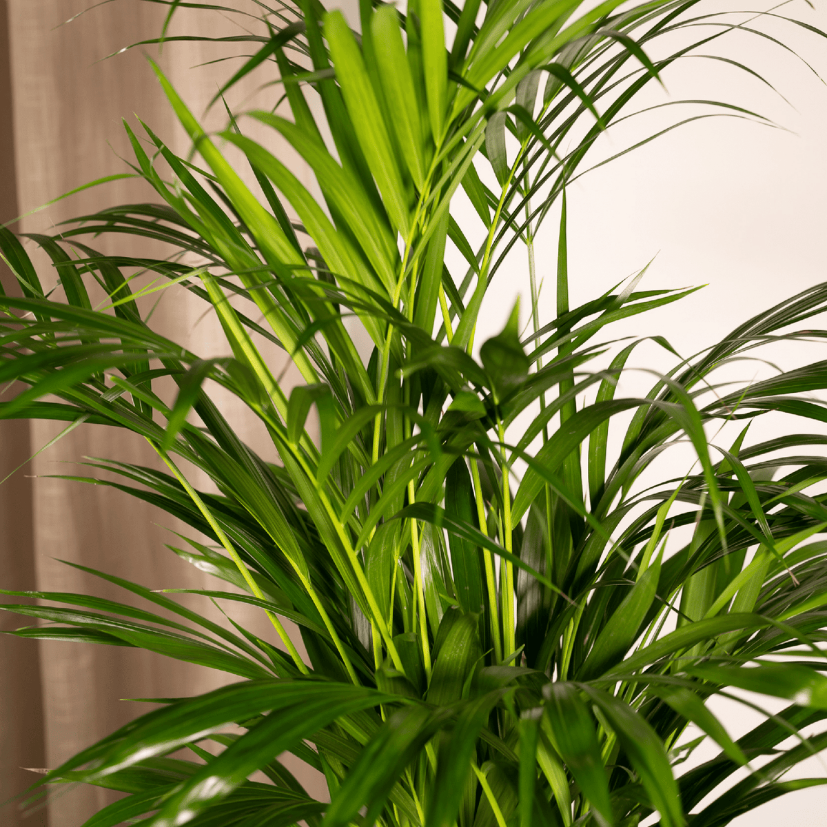 Areca palm - Ø17cm - ↕70cm
