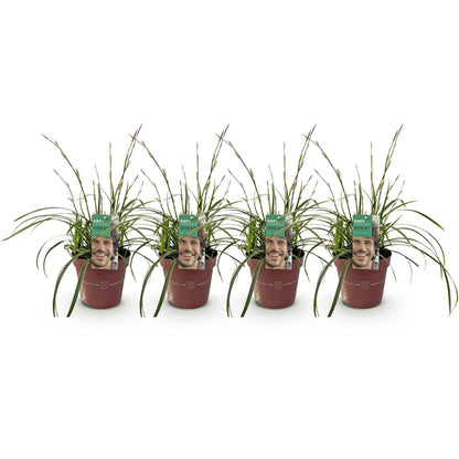 Siergrassen - Carex morrowii Ice Dance  - Wit & Groen - 4 Planten - Bladhoudend - Weinig Onderhoud - Pot 17cm Hoogte 50cm