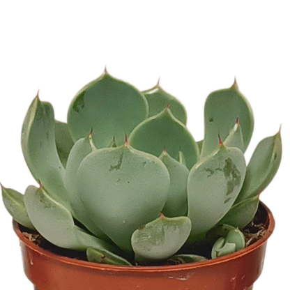 Vetplanten mix 5.5 cm - 10x - zonder pot