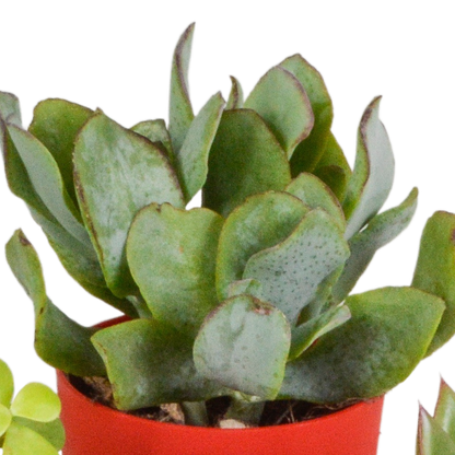 Vetplanten mix 5.5 cm - 5x - in gekleurde plasticpot