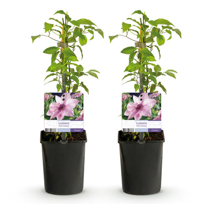 Klimplant - Clematis Pink Fantasy - Bloem Roze - Weinig onderhoud -2 planten -  Pot 11cm Hoogte 40cm