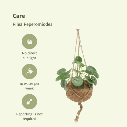 2x Kokodama Pilea Peperomiodes - Pannekoekenplant - 20cm - ø15