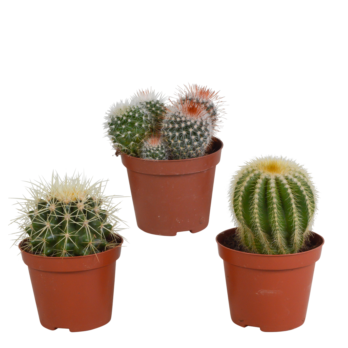 Bolcactus mix 8,5 cm | 3 stuks - zonder pot