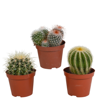 Bolcactus mix 8,5 cm | 3 stuks - zonder pot