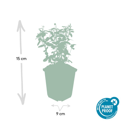 60x Euonymus fortunei radicans - ↕10-25cm - Ø9cm