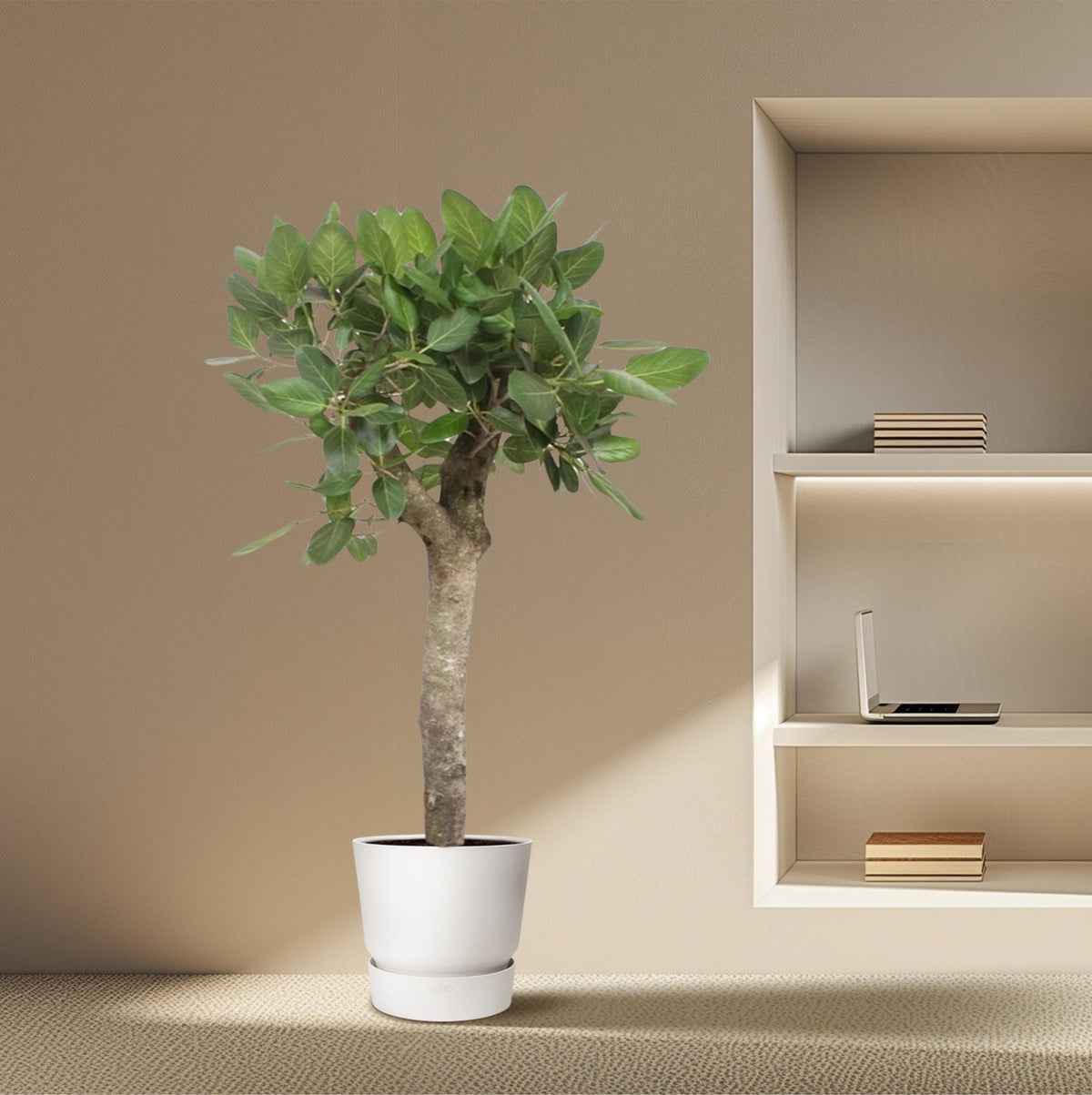 Ficus Benghalensis boom - 150 cm - ø30
