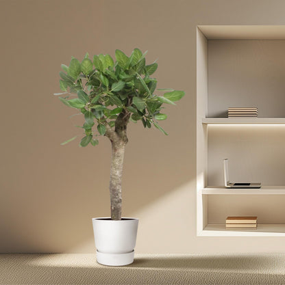 Ficus Benghalensis boom - 150 cm - ø30