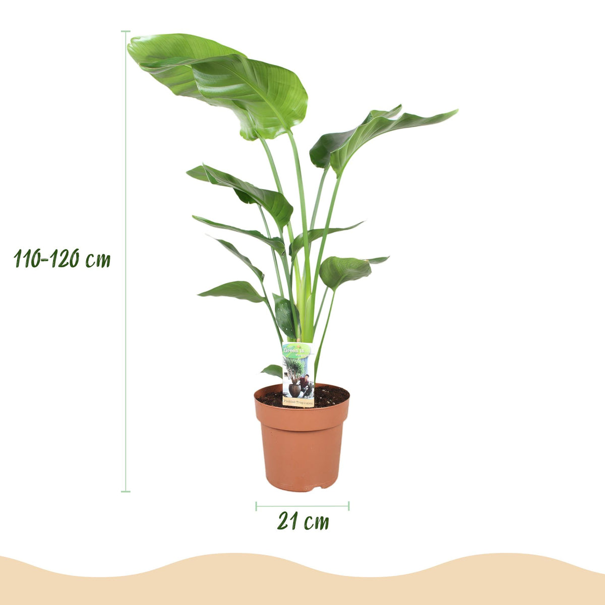 Kamerplanten - Strelitzia Nicolai - Paradijsvogelbloem - Weinig onderhoud - Groen - 1 Plant - met Potter Wit - Pot 21cm - Hoogte 110-120cm