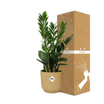 Zamioculcas – Hoogte 45-50 in ELHO Vibes Fold 14cm geel