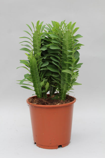 Euphorbia Trigona - Ø12cm - ↕40cm