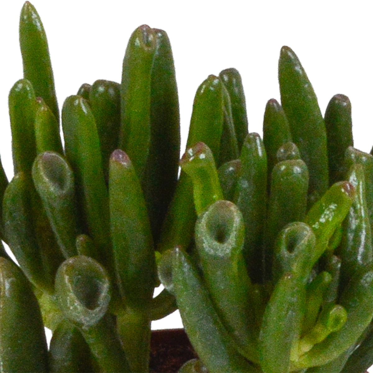 Crassula mix 8.5 cm - 3x - in witte pot
