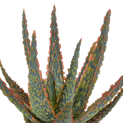 Aloë zebrina Dannyz 10,5cm - in terracotta pot