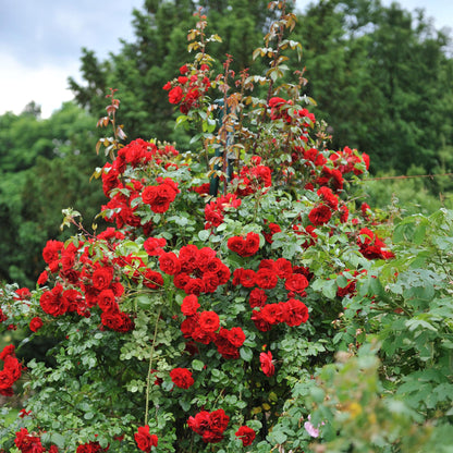 Klimroos - Rosa Red Queen - Bloem Rood - Weinig onderhoud - 2 planten - Pot 11cm Hoogte 40cm