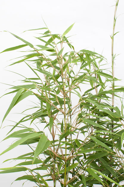 4x Fargesia rufa - ↨40cm - Ø14
