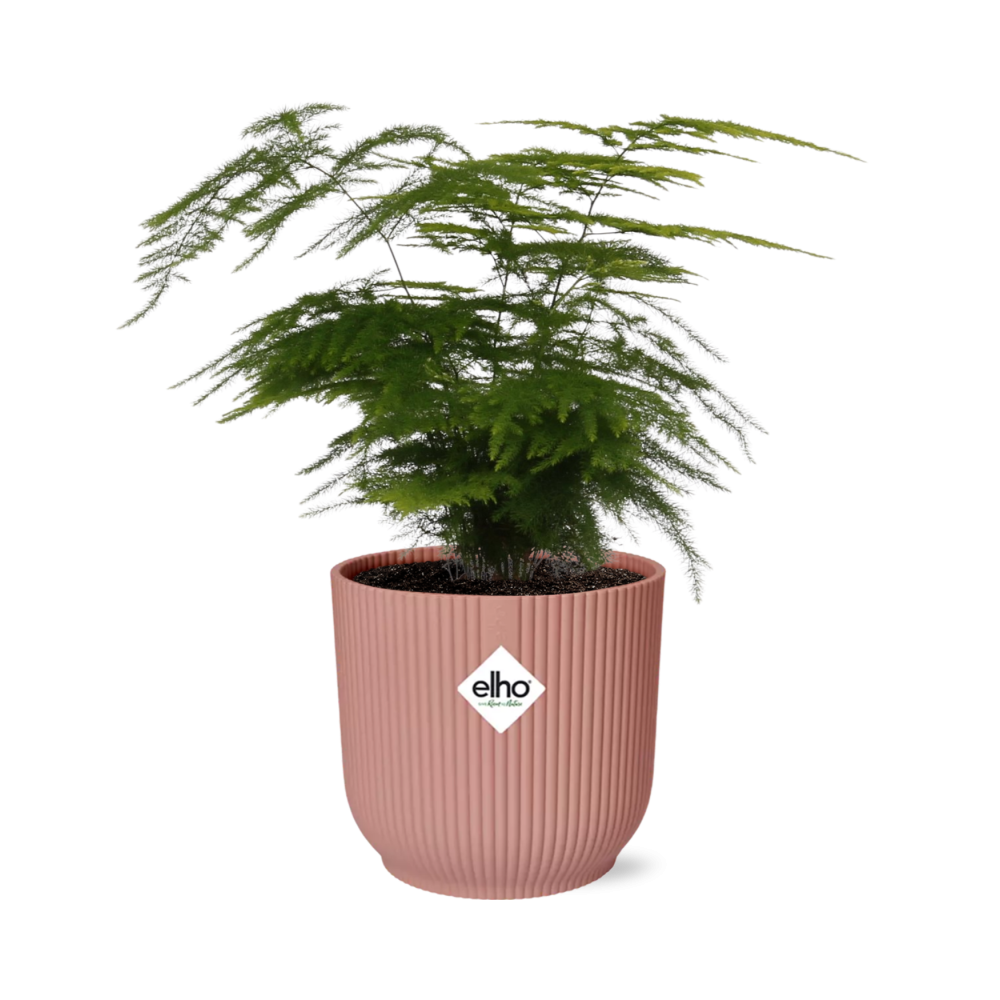 Asparagus Setaceus ‘Plumosus’ in ELHO Vibes Fold 14cm roze
