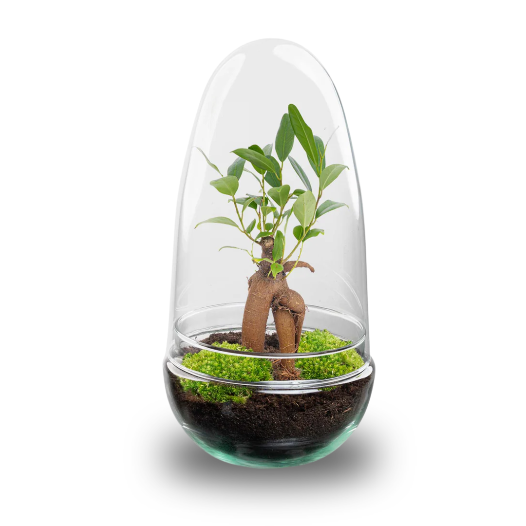 DIY Planten terrarium tweedelig bolglas - Egg Bonsai - Ø 12 cm ↑ 25 cm