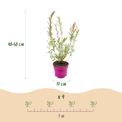 4x - Salix Flamingo - Ø17cm - ↕40-50cm
