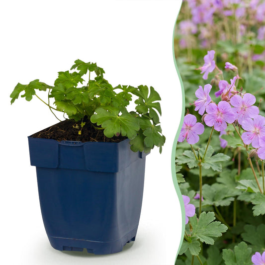 Vasteplant - Geranium macr. Czakor - Ooievaarsbek - Bodembedekkend - Paars-Roze - 6 Planten - Pot 11cm - Hoogte 15-25cm
