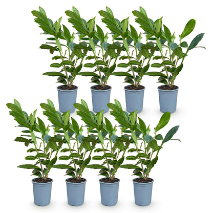 8x Prunus laur. Caucasica - Laurierkers - Haagplanten - Groenblijvend - Groen - Pot 9cm - Hoogte 25-35cm