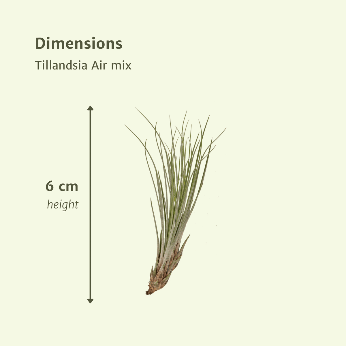 Tillandsia Air mix - 20 stuks - 6 cm - ø6