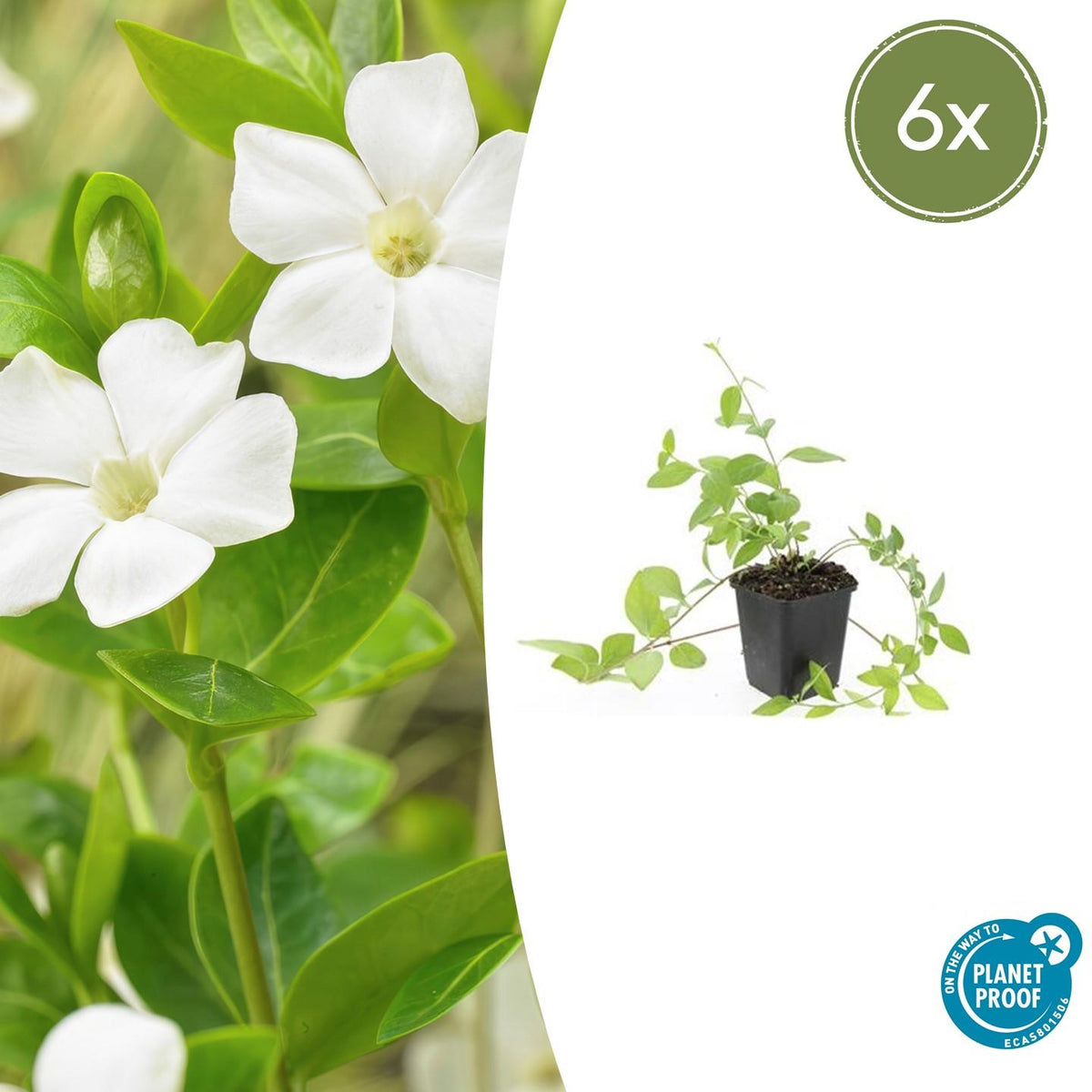 6x Vinca major 'Alba' - ↕10-25cm - Ø9cm
