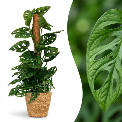 Kamerplant - Monkey Mask - Monstera Andansonii Mosstok - Groen - Weinig onderhoud - 1 Plant - met Mand - Pot 19cm - Hoogte 90cm