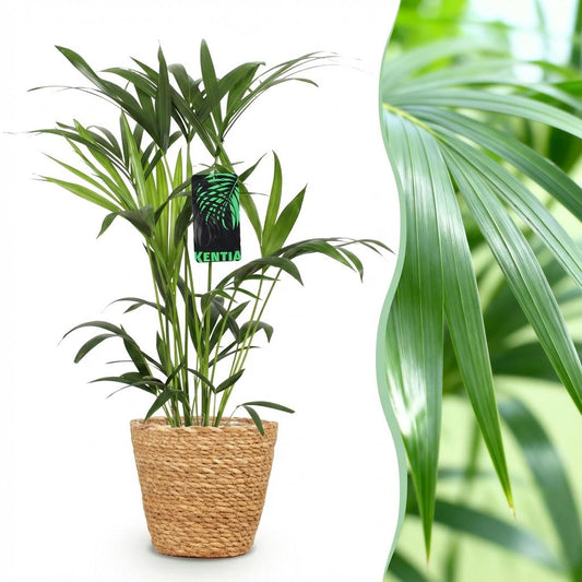 Kamerplant - Howea Forsteriana - Kentia Palm - Weinig Onderhoud - Groen - 1 Plant - met Mand - Pot 19cm - Hoogte 80-85cm