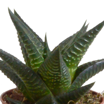 Gasteria/Haworthia mix 5,5cm - 5x - in Mexicaanse pot